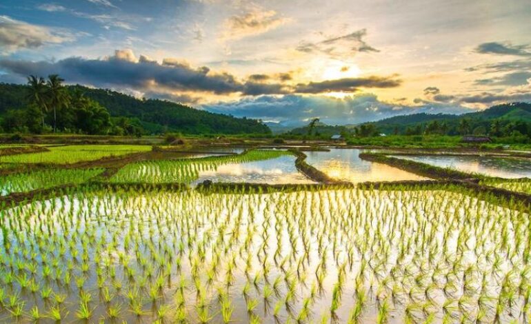 Petani Sukoharjo Kawal Suplai Air