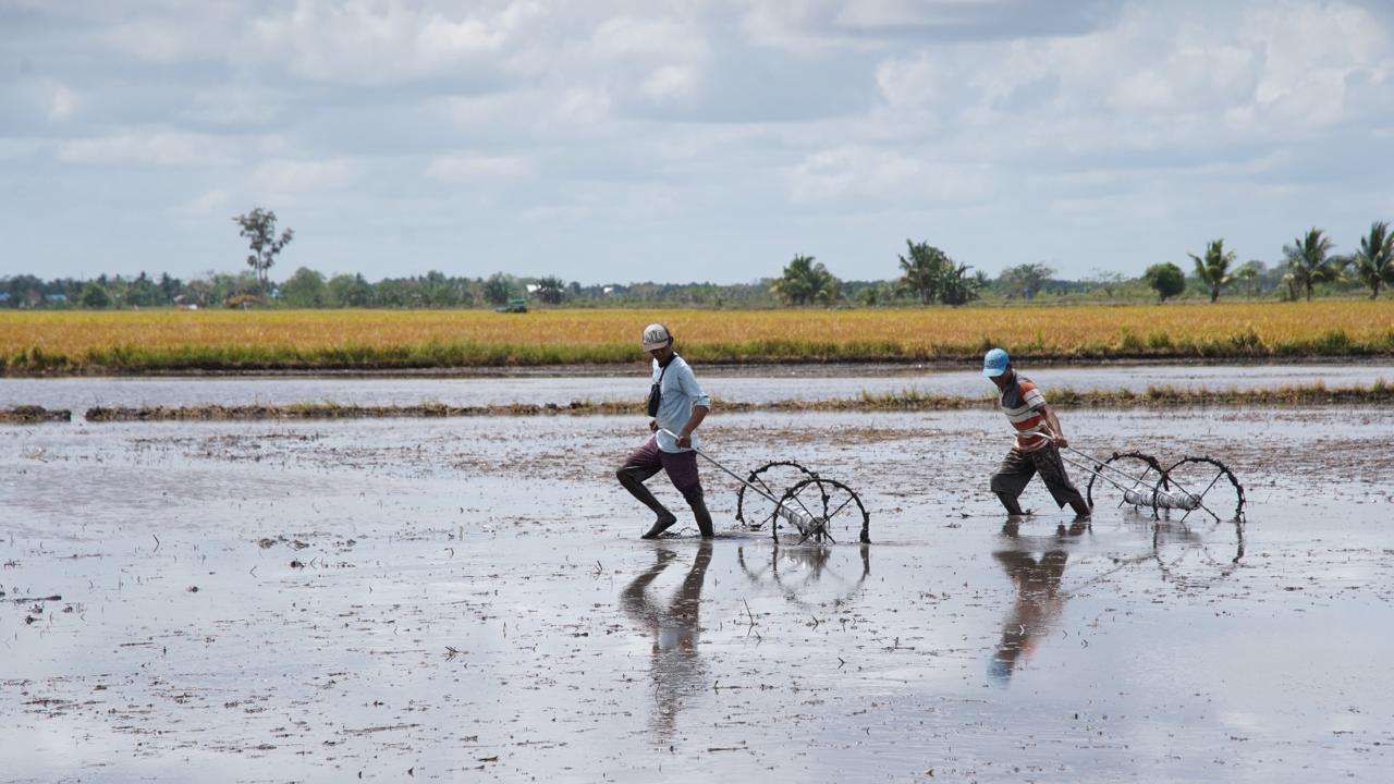 Kementan Rampungkan Proyek Optimasi Lahan Rawa di Merauke