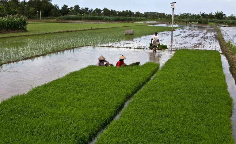 Kementan Perluas Lahan Pertanian di Kaltim Antisipasi Krisis Pangan