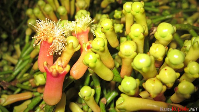 Harga Cengkeh Merosot Tajam, Petani di Bone Terpuruk