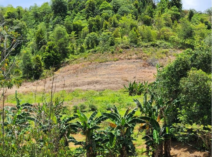 BKSDA Riau Minta Warga Direlokasi dari Kawasan Hutan Konservasi