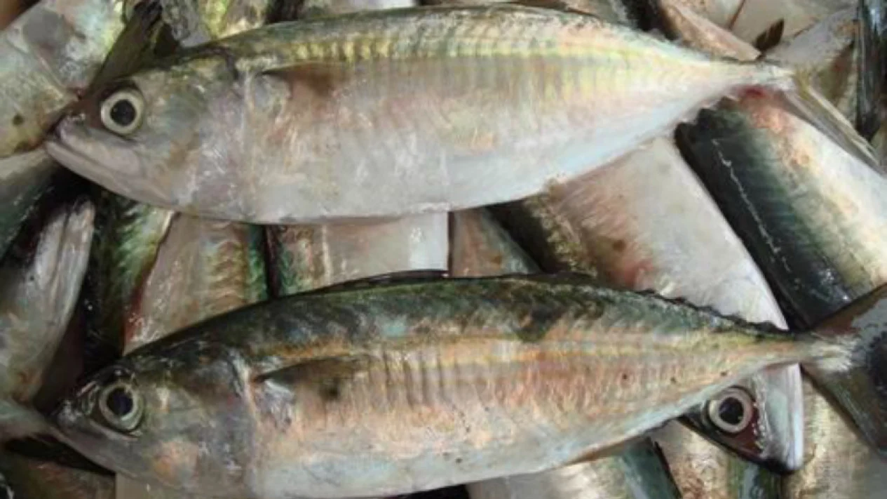 Penyakit yang Dapat Diredakan dengan Mengonsumsi Ikan Kembung