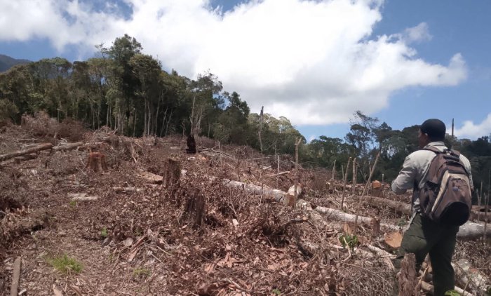 Perambahan Hutan Lindung di Bener Meriah Ancam Ekosistem dan Masyarakat Sekitar