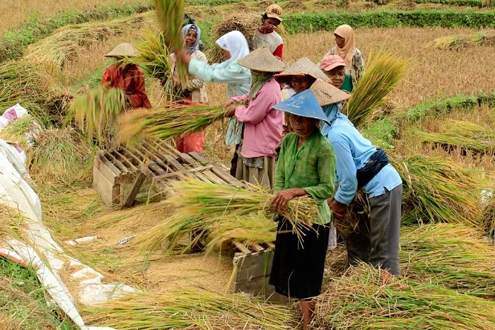 Minat Investor Tinggi Terhadap Startup Teknologi Peternakan Lokal