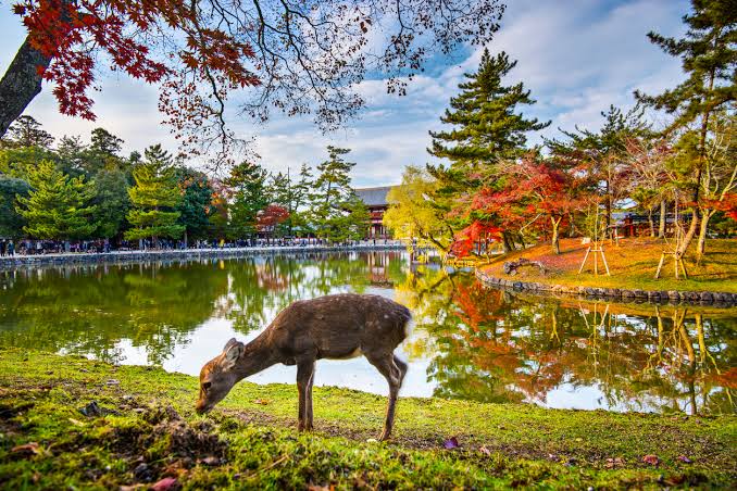 Setelah 40 Tahun, Nara Park Akhirnya Pasang Tempat Sampah untuk Lindungi Rusa