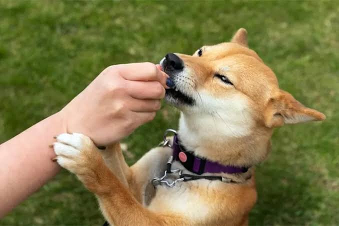 Waspada Rabies: Virus Mematikan dari Hewan yang Sering Diremehkan