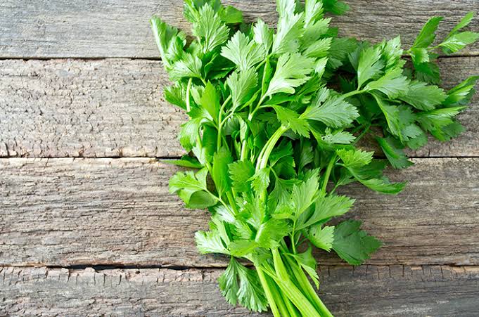 Rahasia Seledri: Daun Kecil dengan Manfaat Besar untuk Ginjal